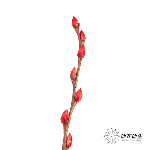 叶材 | 银柳红色 商品图1