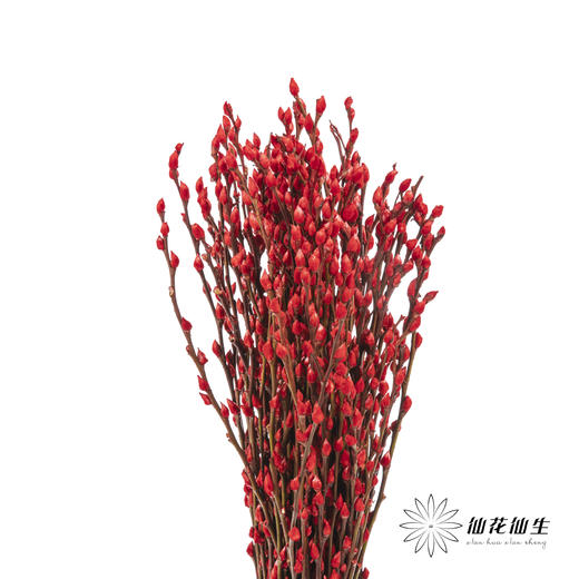 叶材 | 银柳红色 商品图0