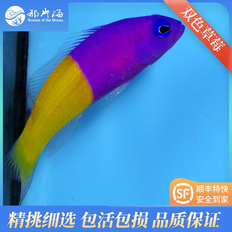 双色草莓Pseudochromis paccagnella