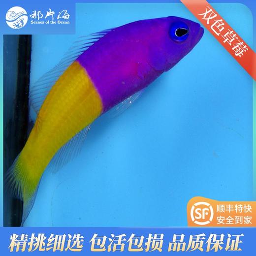 双色草莓Pseudochromis paccagnella 商品图0
