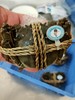 3.5两太湖大闸蟹 ，1只全部母蟹 商品缩略图0