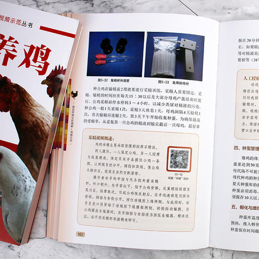 高效养鸡全彩图解+视频示范 商品图7