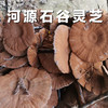【靓山货】广东河源和平石谷灵芝农特产品500克整朵散装 商品缩略图0