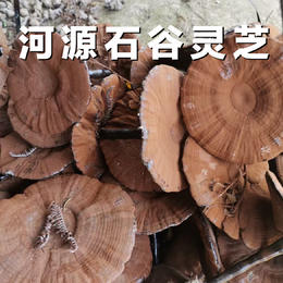 【靓山货】广东河源和平石谷灵芝农特产品500克整朵散装