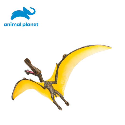 脊颌翼龙 商品图2