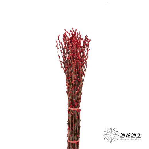 叶材 | 银柳红色 商品图4