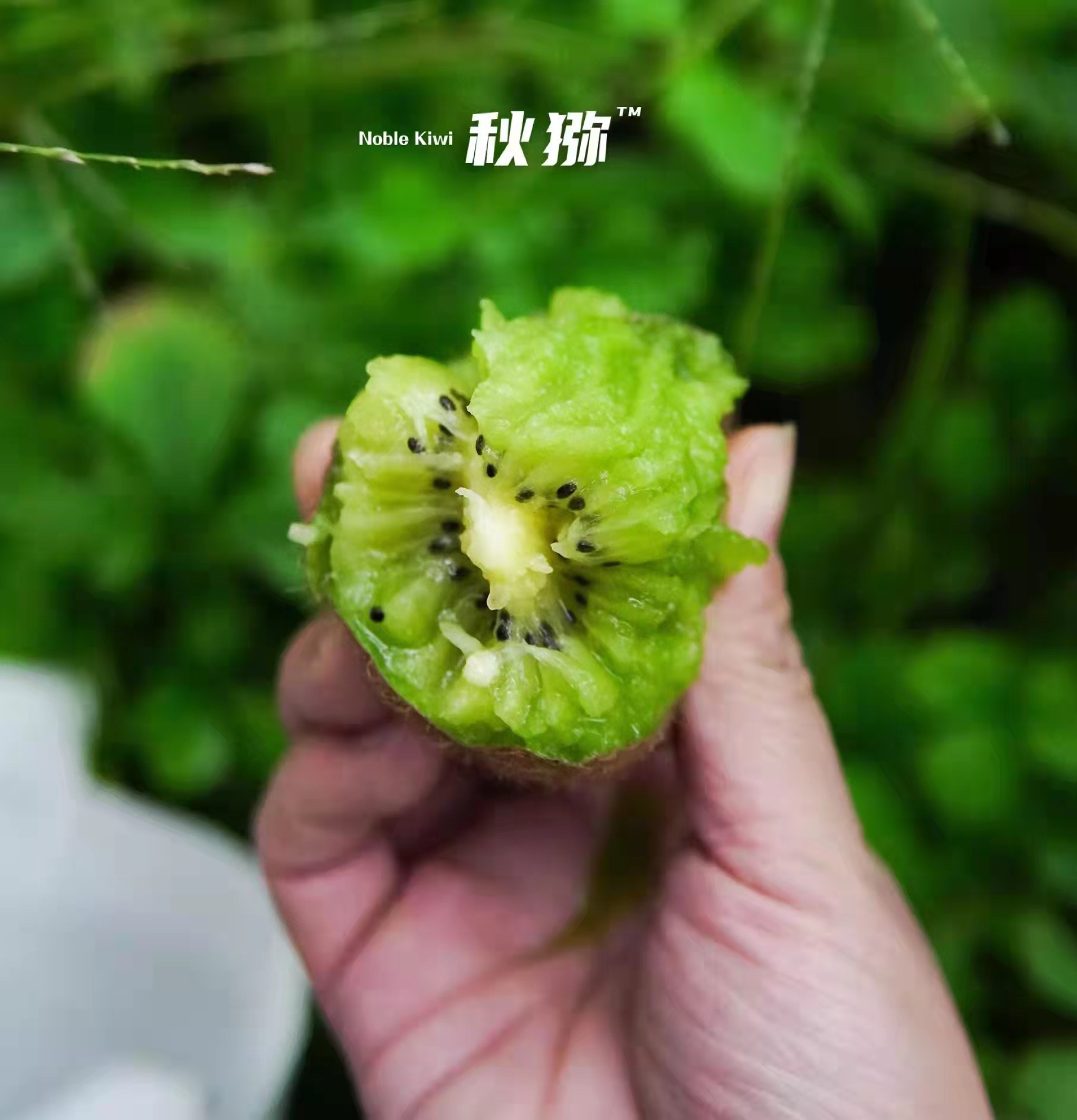 高山猕猴桃徐香