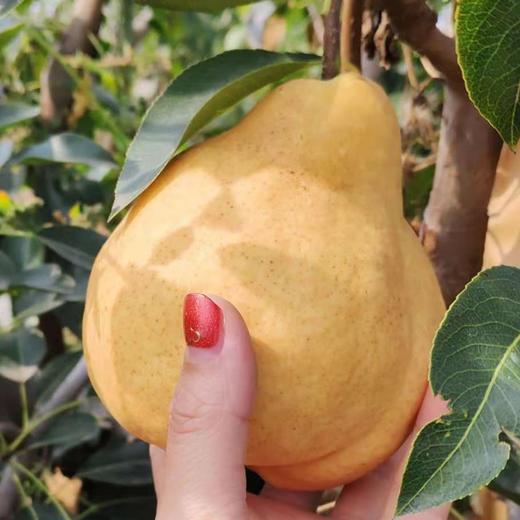 【中华丑梨】当季鲜果 肉多核小 软糯多汁 绵甜爽口 4.5斤装 商品图1