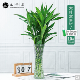 九千谷 富贵竹10根 水培植物大叶转运竹水养客厅绿植室内竹子盆栽植物60-70cm高