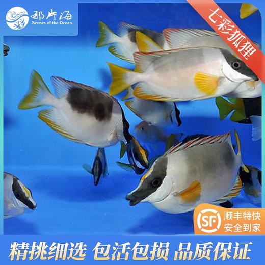 七彩狐狸Siganus magnifica 商品图1