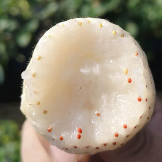 新鲜现摘白草莓400g左右/盒 商品图1