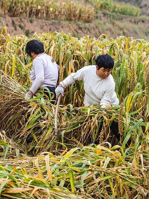 【25年新米上市】【内蒙古契丹有机小米】中国地理标志产品 唯一蒙字号 来自大自然的馈赠 赤峰有机黄小米 “世界小米之乡”养胃易消化，500g/包 商品图6