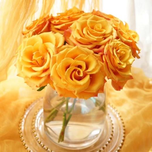 玫瑰 辉煌C 商品图2