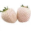 新鲜现摘白草莓400g左右/盒 商品缩略图2