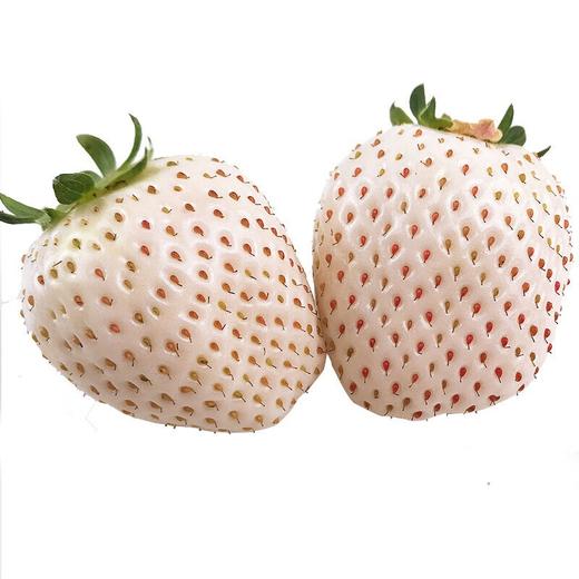 新鲜现摘白草莓400g左右/盒 商品图2