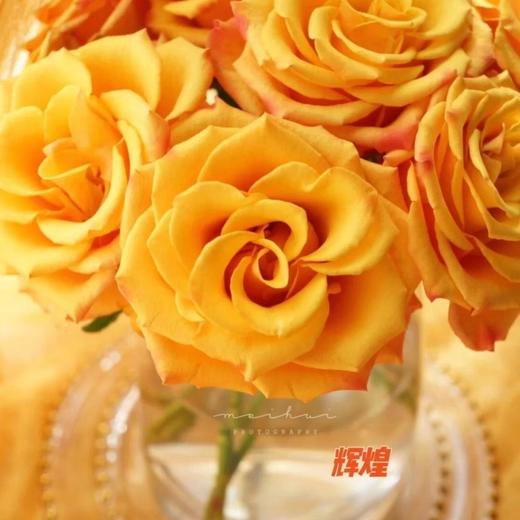 玫瑰 辉煌C 商品图1