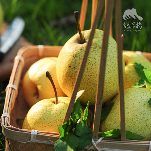 生态酥梨 | 合作生产 *Eco-crisp pear | Coproduction 商品图4