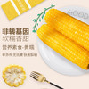 糯西西 山西忻州黄糯玉米 商品缩略图0
