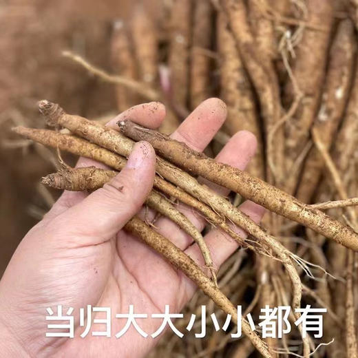 大凉山鲜挖甜当归  独脚当归 粉糯清香 现挖现发 商品图6