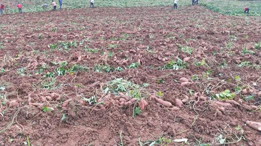 2025年金薯， 烤红薯必备，自然农法紫薯、板栗香薯 || 今年遇极端气候个头偏小，介意者慎拍！永继农场 商品图10