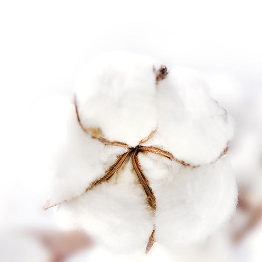 【积分兑换】洗脸巾|德国nmay婴儿新生儿纯植物洗脸巾手口清洁干湿两用50p/包 商品图3