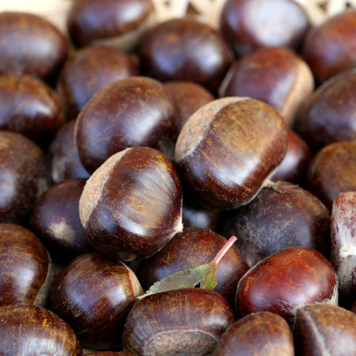 密农人家2025年燕山新板栗  密云特产粉糯香甜 1斤 商品图4