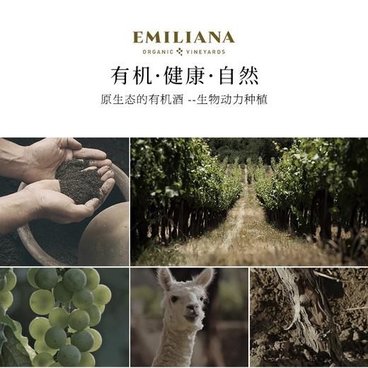 【世界葡萄酒品牌50强】柯雅干红葡萄酒 智利空加瓜谷产区 13.5%vol 商品图7