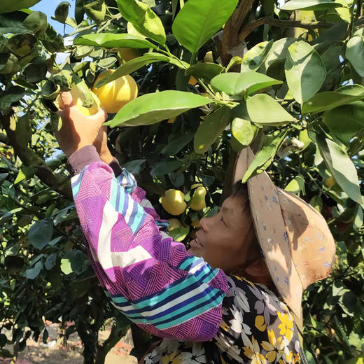 福建【爆汁黄金葡萄柚】 皮薄肉嫩 清甜多汁 水果瀑布 柚香四溢 ！ 商品图3