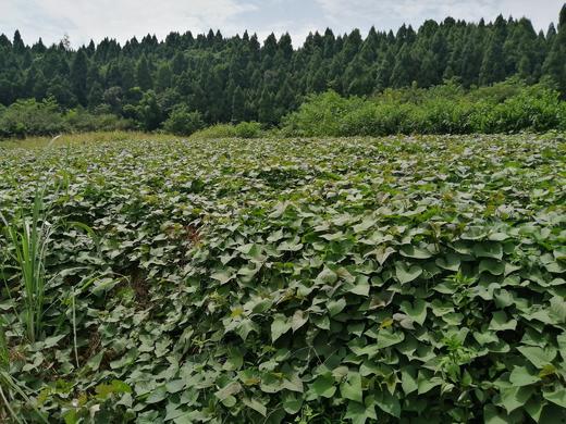 2025年金薯， 烤红薯必备，自然农法紫薯、板栗香薯 || 今年遇极端气候个头偏小，介意者慎拍！永继农场 商品图7