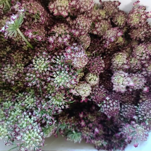 【仙仙飘然】复色蕾丝 约8支/扎 商品图2