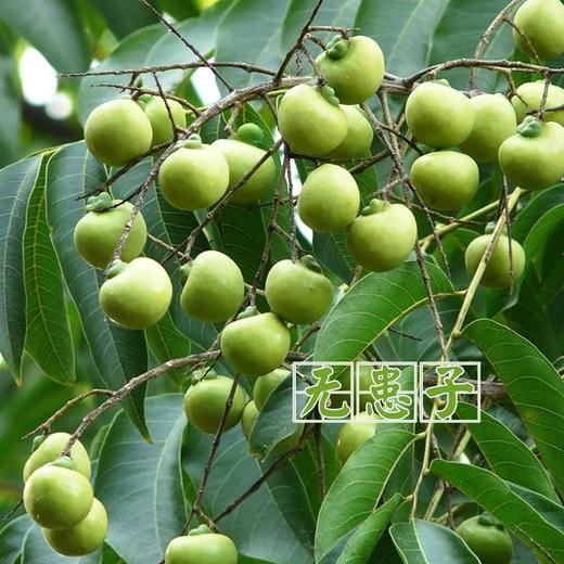 【乐购】台湾绮缘无患子植物酵素洗衣粉 环保清香去污垢不伤手 商品图4