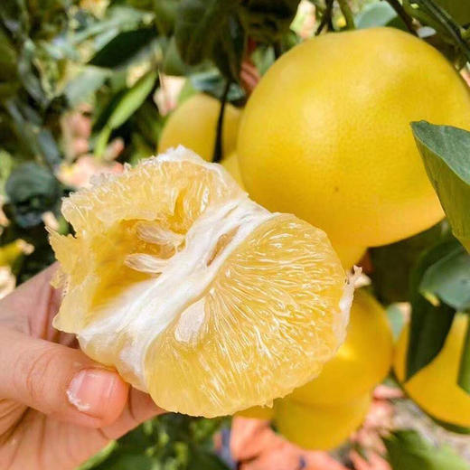 福建【爆汁黄金葡萄柚】 皮薄肉嫩 清甜多汁 水果瀑布 柚香四溢 ！ 商品图0