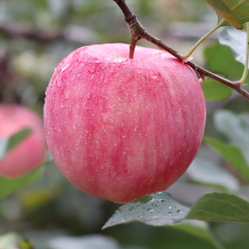 杞冠严选 | 杞冠直采 山东栖霞高山红富士苹果  新鲜水果 气温低于-10缓发