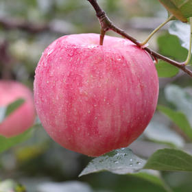 杞冠严选 | 杞冠直采 山东栖霞高山红富士苹果  新鲜水果 气温低于-10缓发