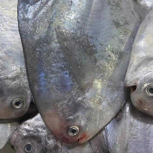 码头直发 象山海鲜套餐 商品图6