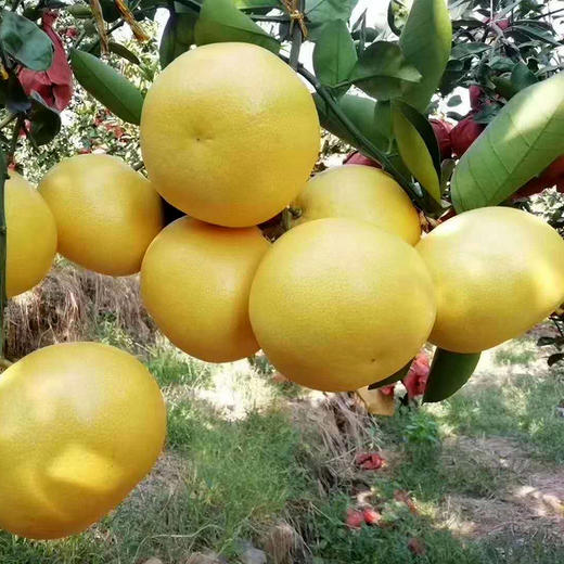 福建【爆汁黄金葡萄柚】 皮薄肉嫩 清甜多汁 水果瀑布 柚香四溢 ！ 商品图4