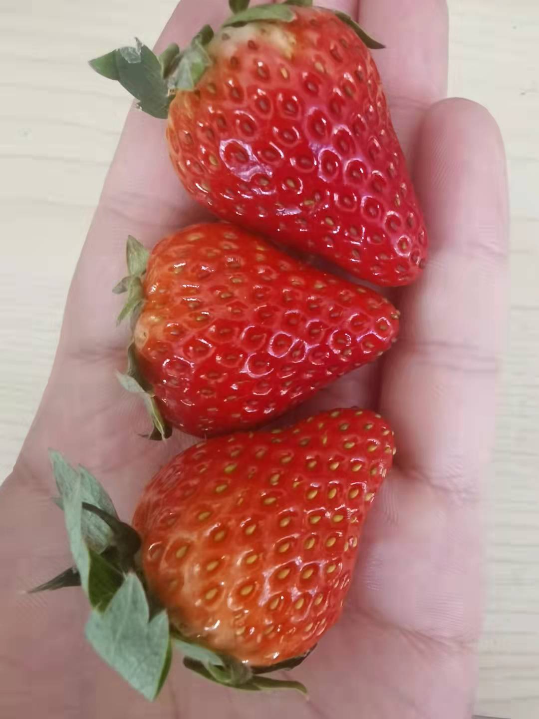 【2025后院草莓季开启】【【丹东马家岗草莓，蜜蜂授粉自然生长】只配送哈尔滨同城