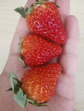 【2025后院草莓季开启】【【丹东马家岗草莓，蜜蜂授粉自然生长】只配送哈尔滨同城