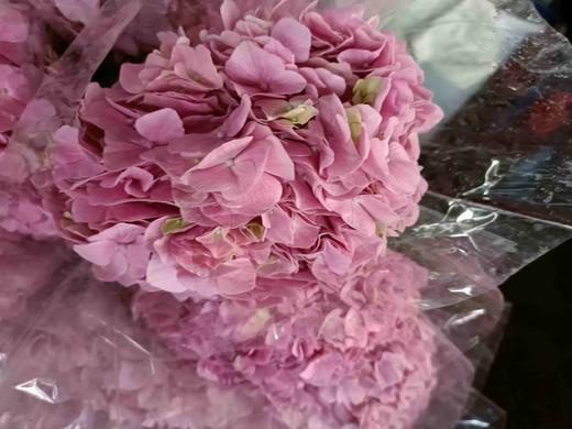 【国产绣球】  海粉色  单枝 商品图5