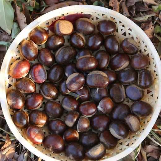 密农人家2025年燕山新板栗  密云特产粉糯香甜 1斤 商品图3