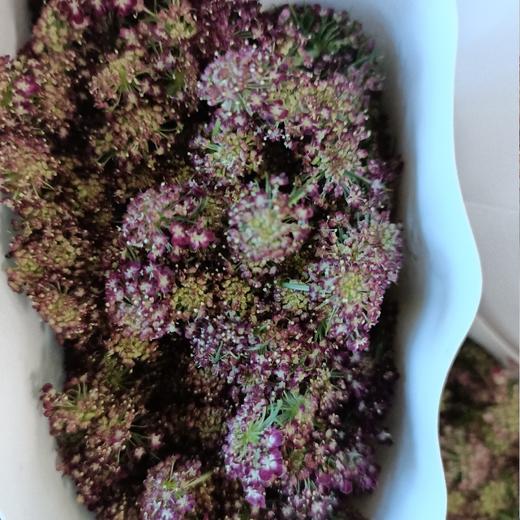 【仙仙飘然】复色蕾丝 约8支/扎 商品图1