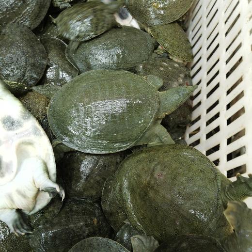 鲜活沙鳖子BB仔(处理需加工费) /斤 商品图5