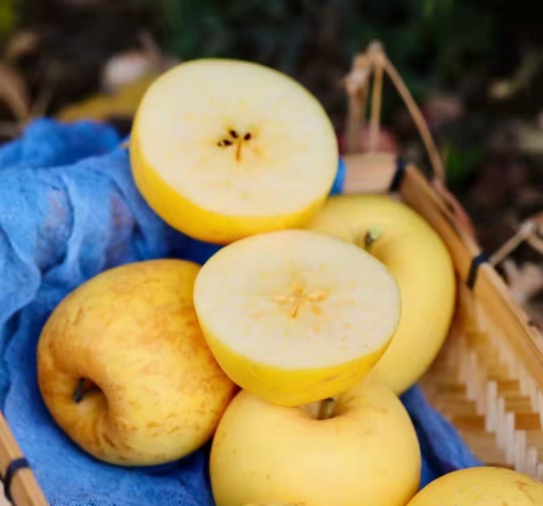 黄金维纳斯苹果单果约240g89颗份约4斤皮薄肉脆核小苹果味浓