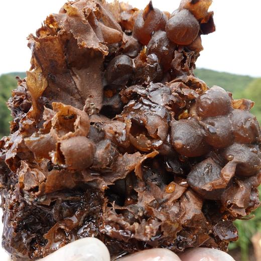 原始森林10年左右老巢 酸蜜 500g/瓶（排单发货，不接受退单） 商品图4