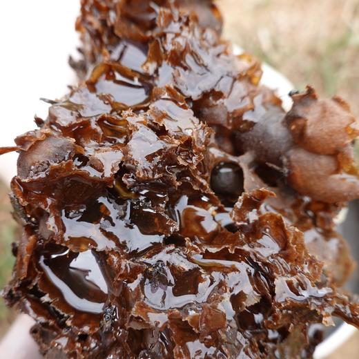 原始森林10年左右老巢 酸蜜 500g/瓶（排单发货，不接受退单） 商品图3