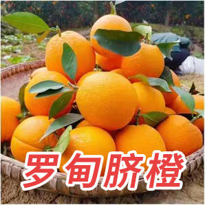 （鲜甜多汁）贵州罗甸脐橙5斤/10斤 商品图0
