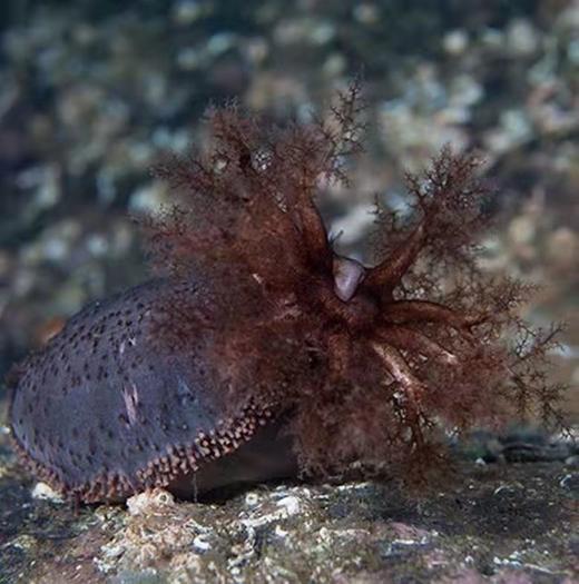 Ocean Feast加拿大野生海参花227g滋补炖汤食材（一般贸易） 商品图6