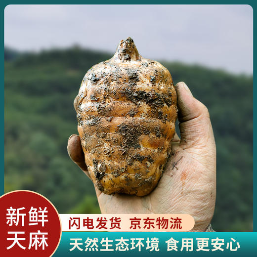 贵州毕节鲜乌天麻 商品图0