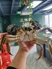 【拍卖级别蟹王6-7两公】一大口大闸蟹养殖基地专供 商品缩略图4