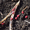 颗粒饱满 口感绵密 自然农法种植 红豆500g 商品缩略图5